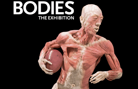 Bodies The Exhibition